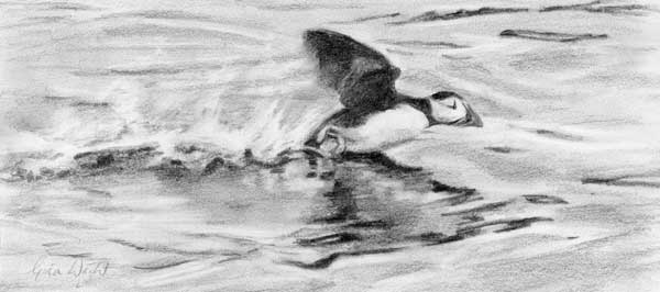 Study for Puffin Takeoff, Pencil