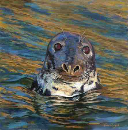 Seal with head up surrounded by the sea relfecting a golden light