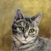 Isla, Tabby Cat